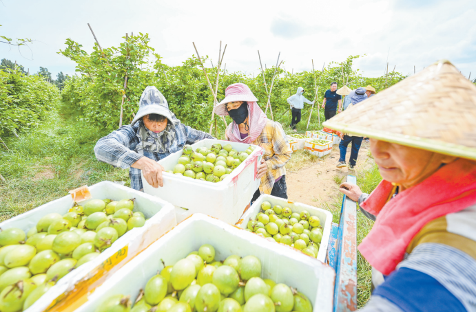碩果飄香豐收旺 小小黃金果鋪就鄉村致富路