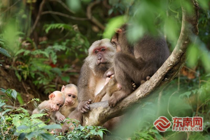 守护生态家园 藏酋猴乐享武夷山国家公园