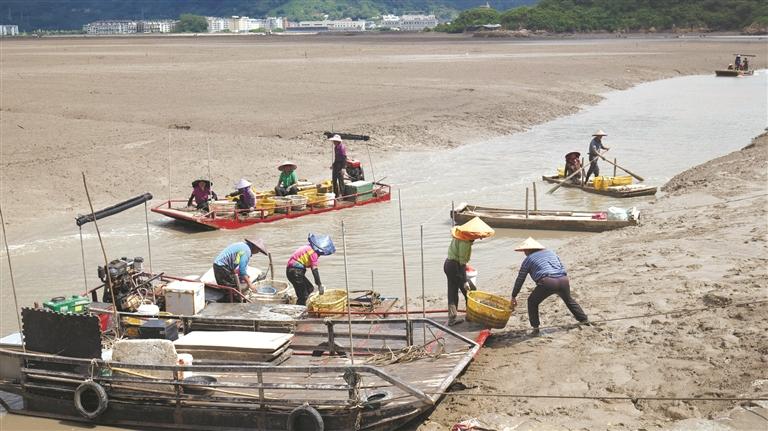 霞浦牙城：2000畝縊蟶豐收